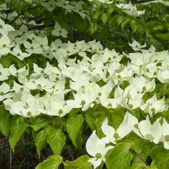 ヤマボウシの花盛り
