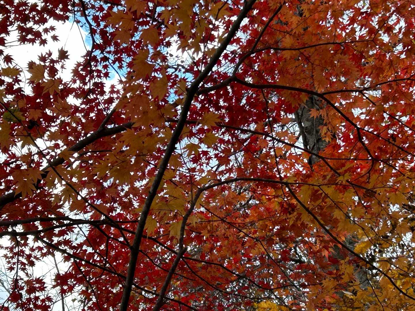 🍁