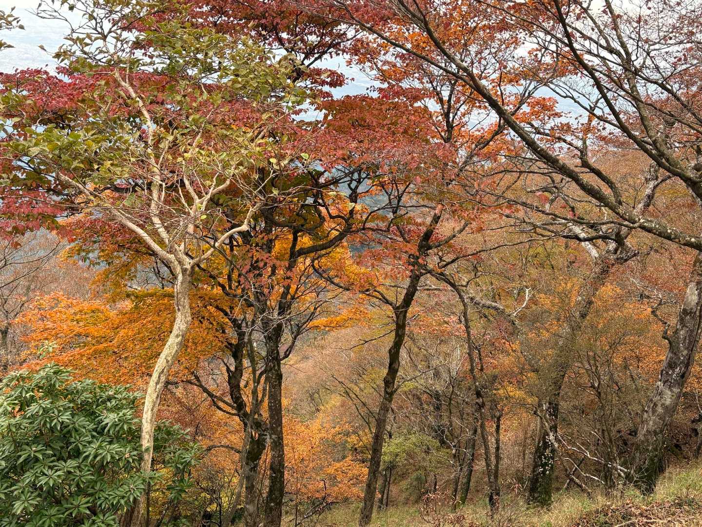 🍁
