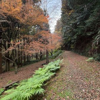 紅葉も過ぎ
天気は曇天😢