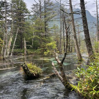 岳沢湿原