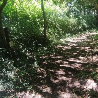 曲輪跡