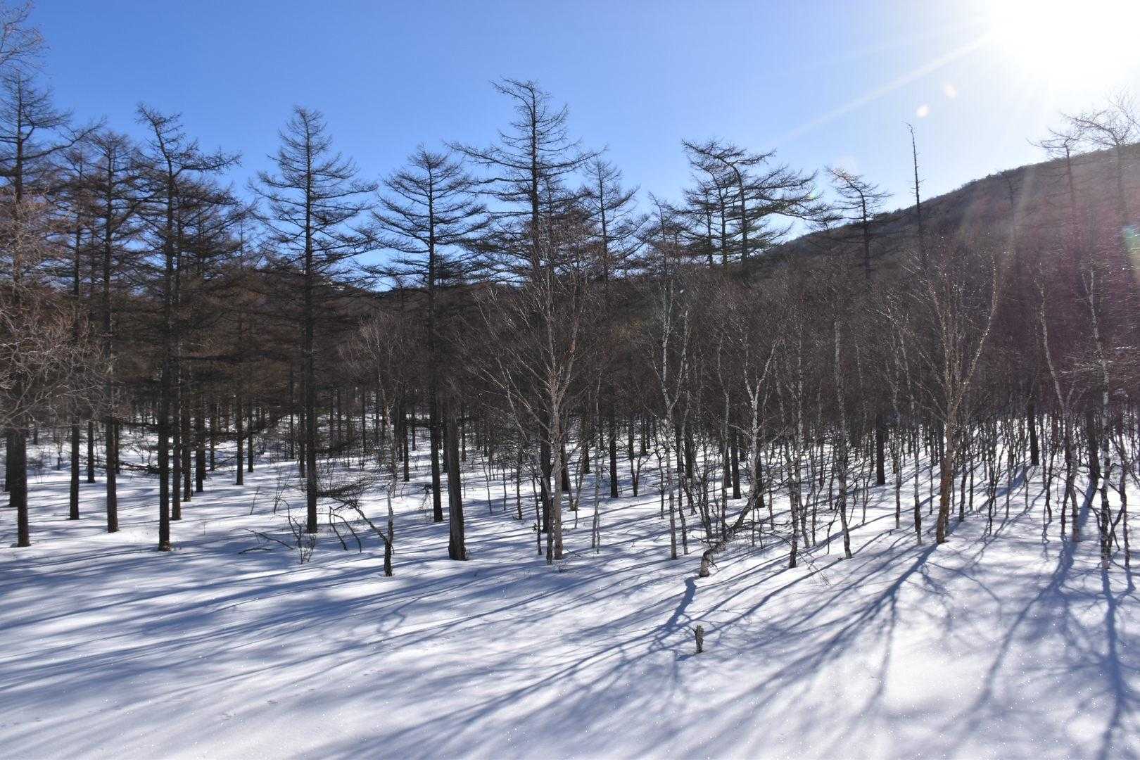 烏帽子岳登山口-湯の丸バス停-見晴岳-三方ヶ峰-池ノ平湿原 周回コースの写真