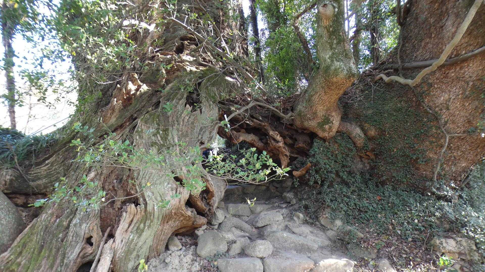 大山祗神社奥の院の生樹の御門 （いききのごもん）
大勢の方が次々とやって来ます。