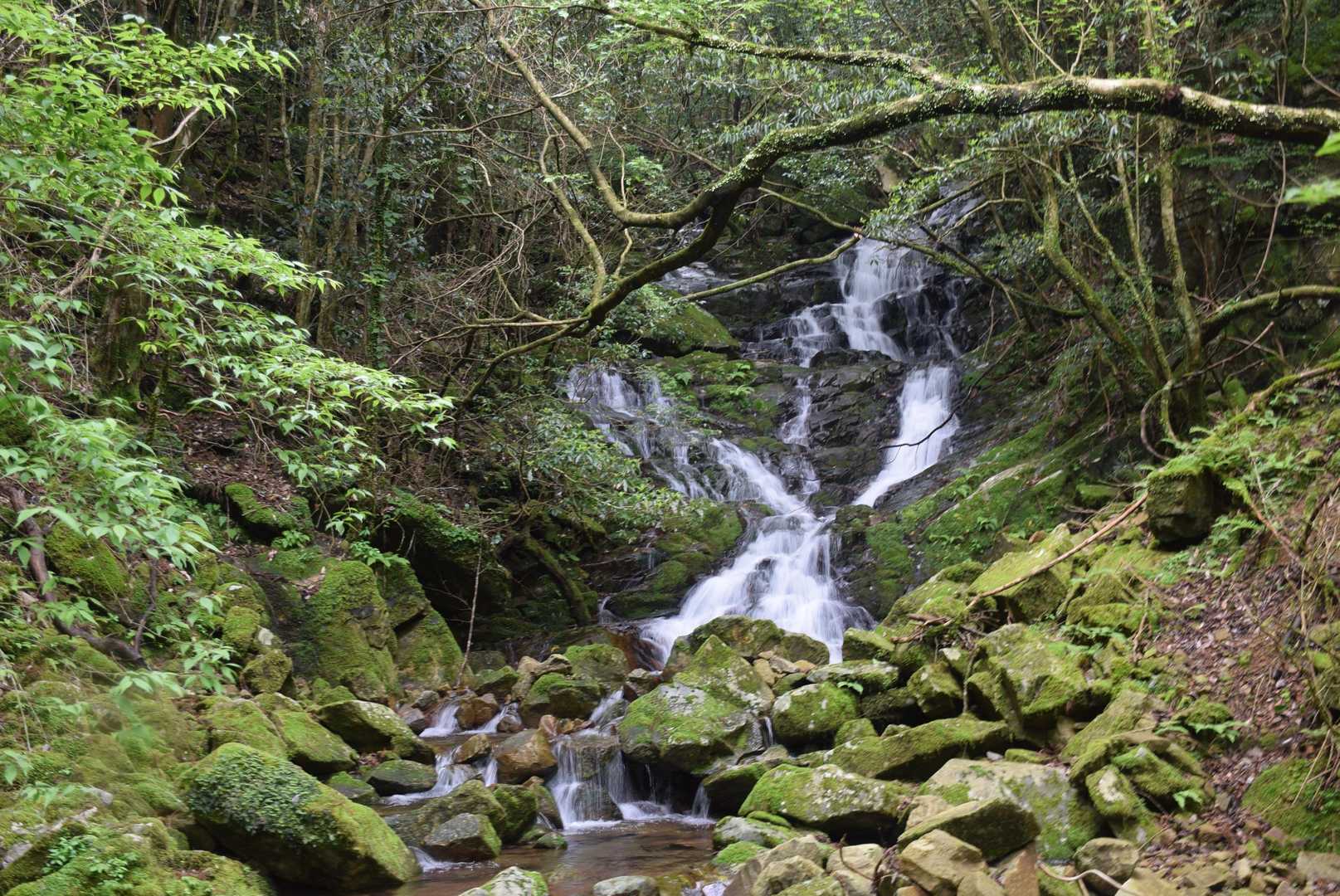 登山口までの滝で充分癒されました🎵
