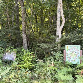 鬱蒼と生い茂った彦谷ルートの登山口
周回を選択していたら
難儀していただろうなと考えてしまいました🙀

数年後、アケボノソウの繁殖を願って
またこの時期に逢いにきたいですね