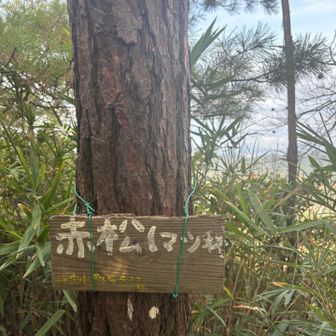 丁寧な表示ありがとうございます