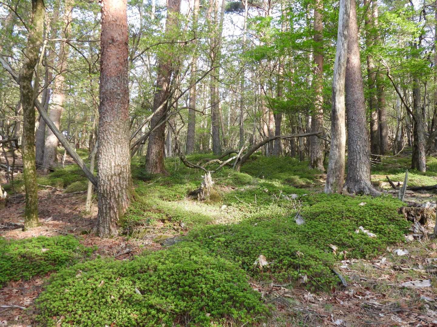 登山道はミヤマキリシマがいっぱい