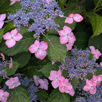 紫陽花の季節