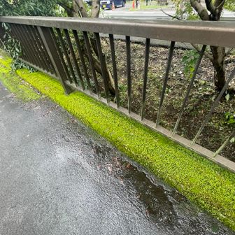 ここにもハイゴケが🌱