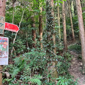 分岐に、下って来たところ。
ここも迷い安いです。分かれ道が多い。