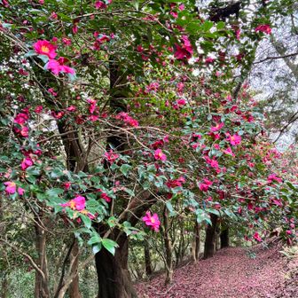 お腹も満足♡下山しま〜す✨️
山茶花かな？綺麗なトンネル😍