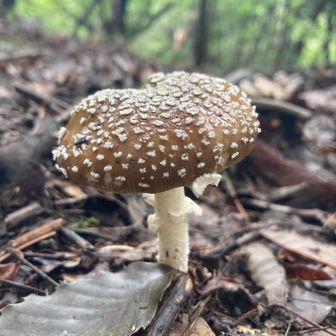 テングタケですね。姿はかわいいですよね。