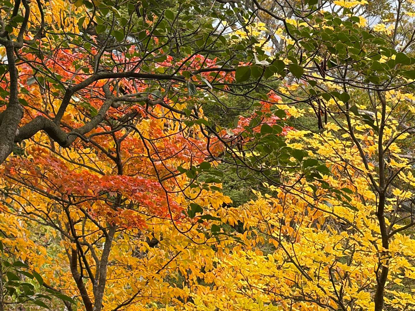 絵はがきみたいな紅葉 🍁︎︎𓂃⟡.·🍁