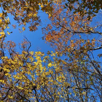 景観はないけど見上げるとgood