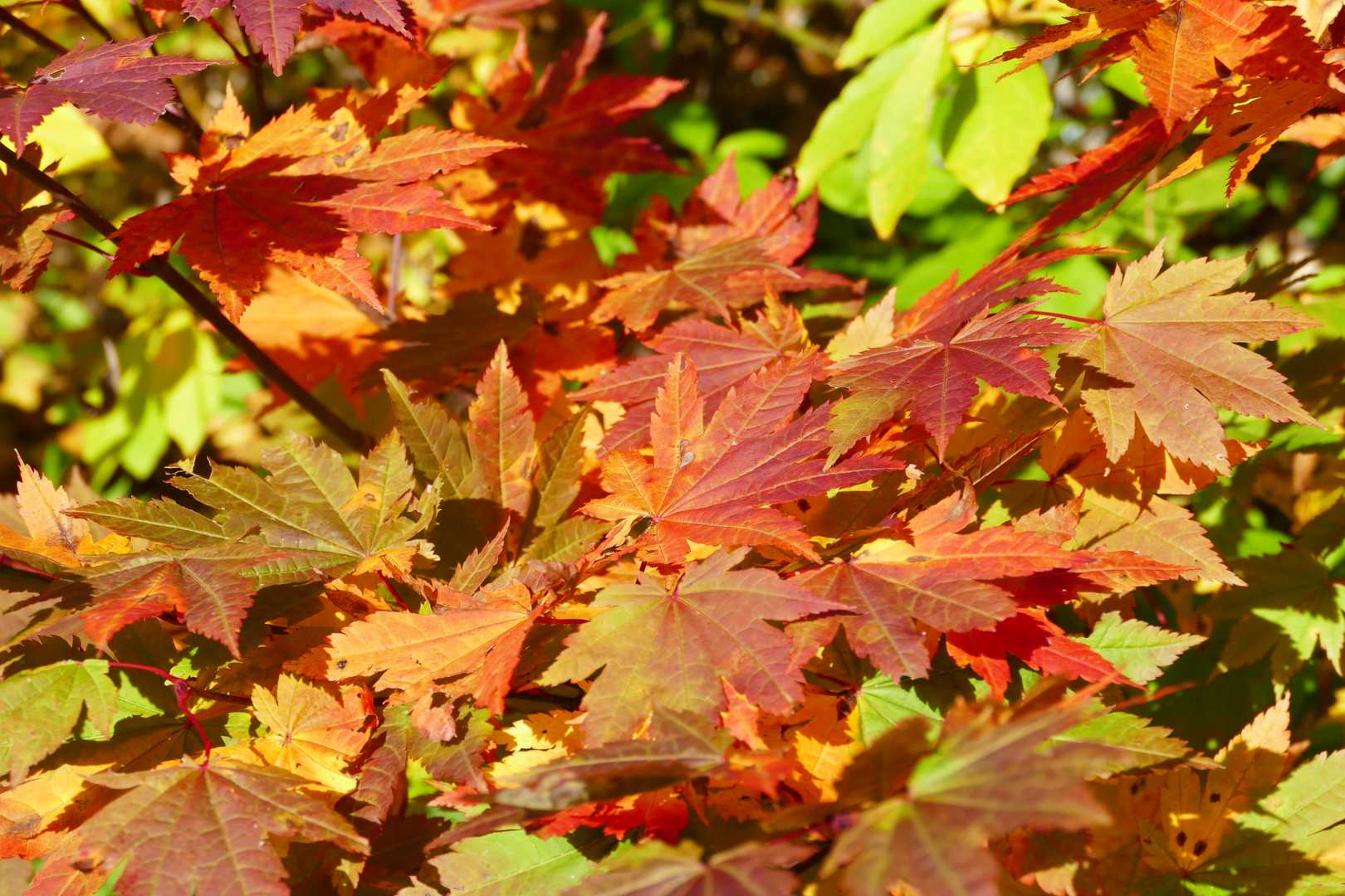 アスファルト道路沿いに見つけた紅葉