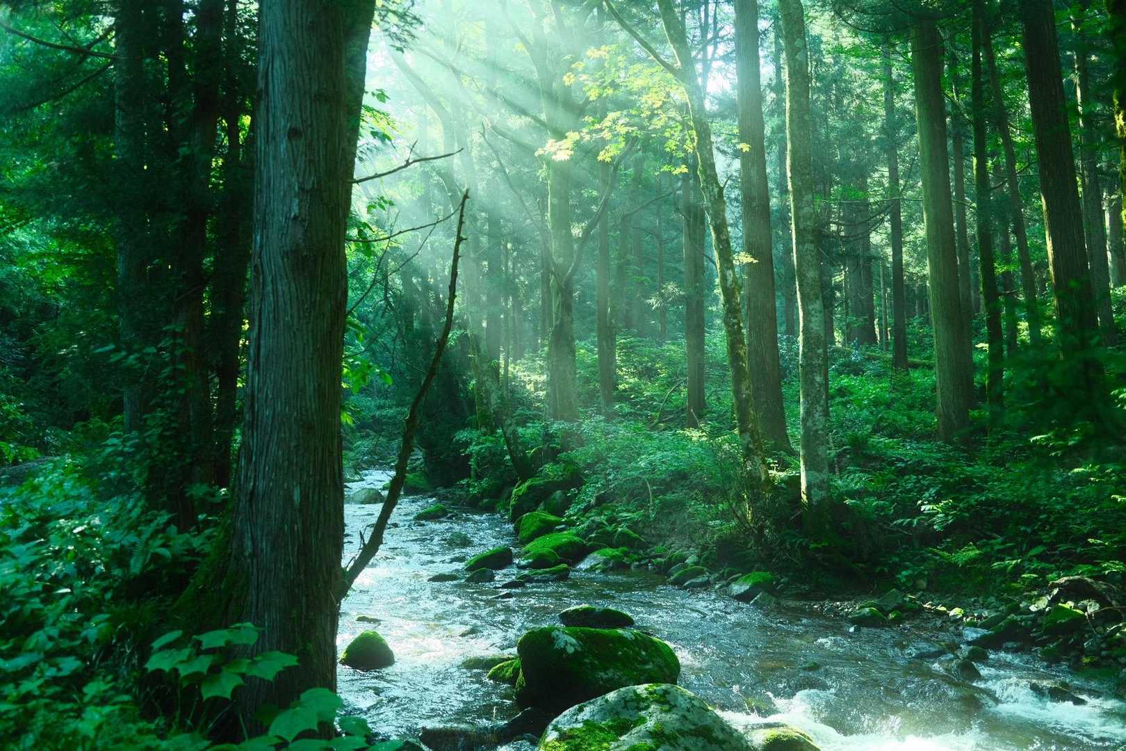 徳助新道入口-徳助ノ頭-小大日山-大日山 周回コースの写真