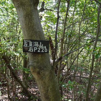 P220分岐到着