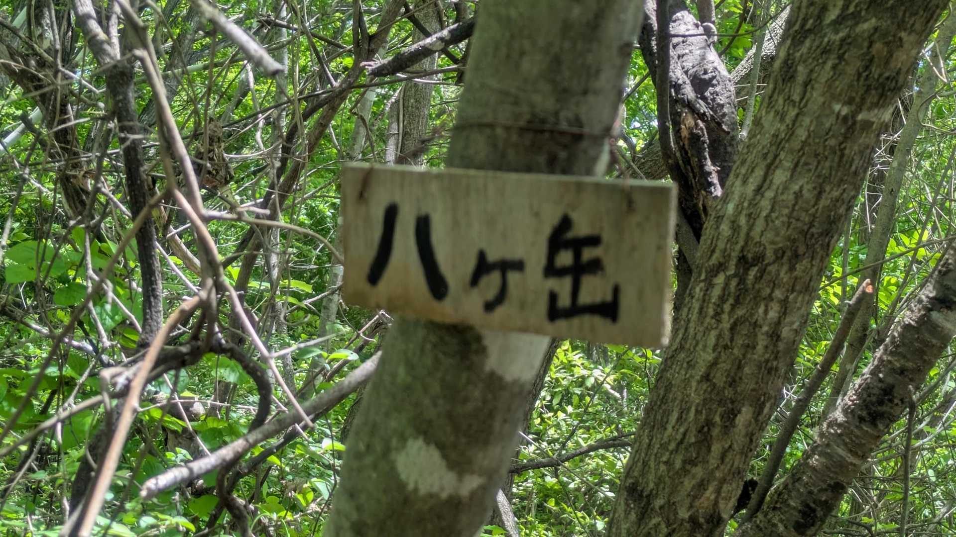 緑の中に…八ヶ○