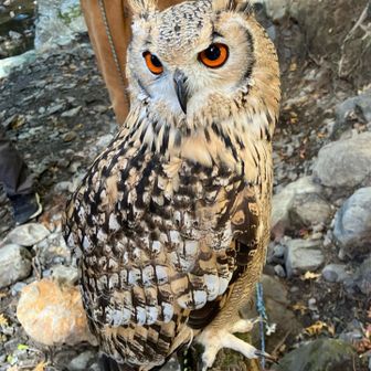 川沿いにペットを連れて来たのかベンガルワシミミズク🦉😳