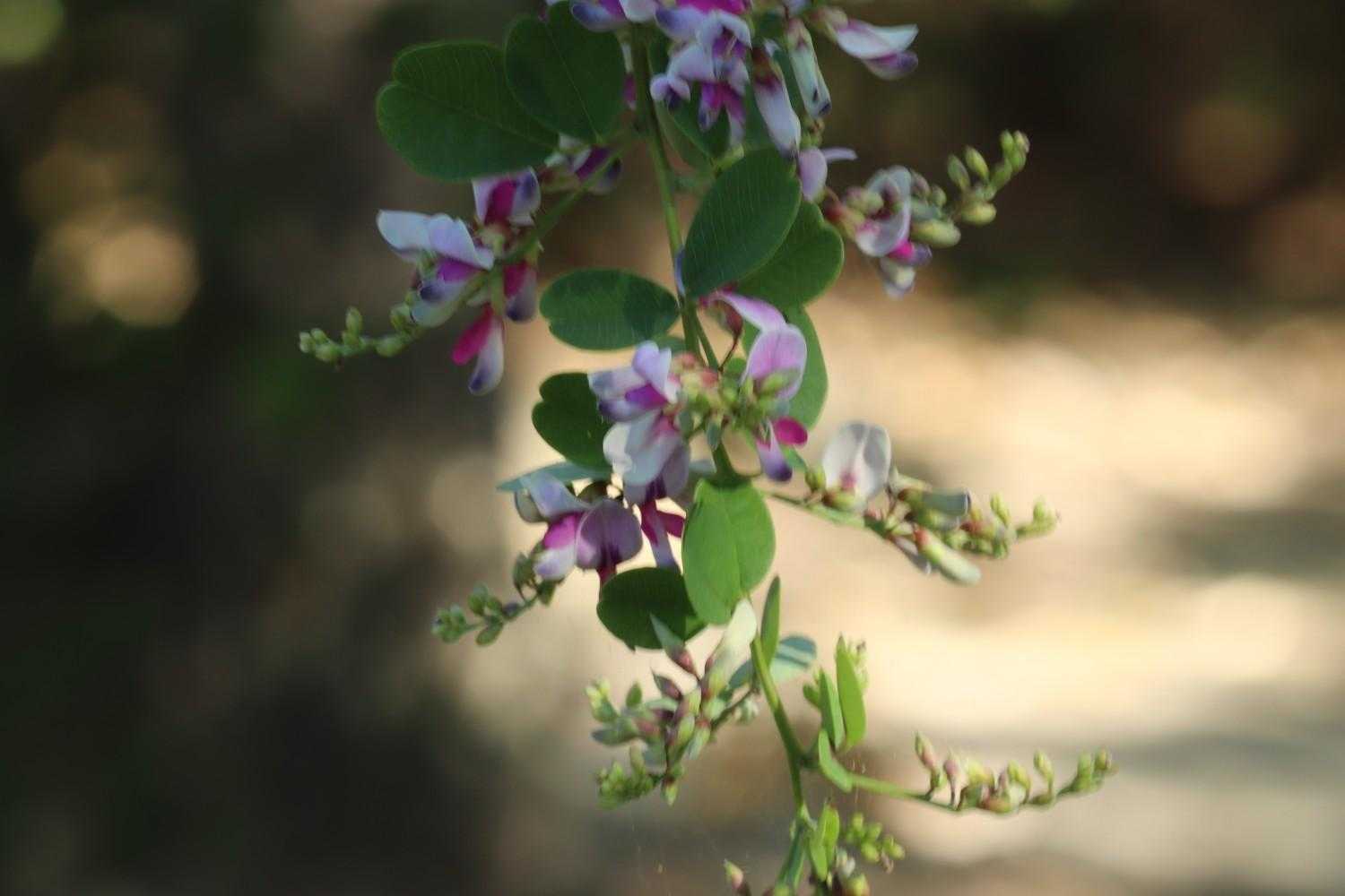 秋の花がゆらゆら