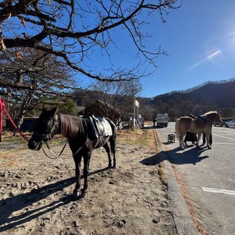 ゴールしたら🐴が居た🥳