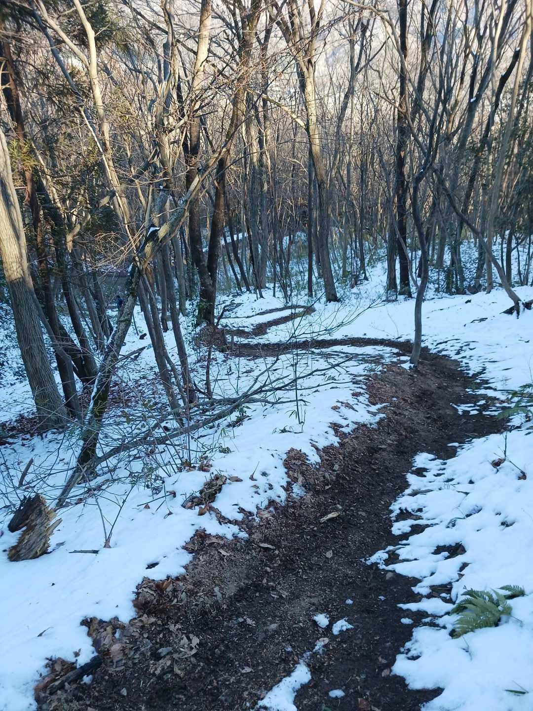 下山時、気がついたらYAMAPの地図で通行止めになっているところを歩いていました。