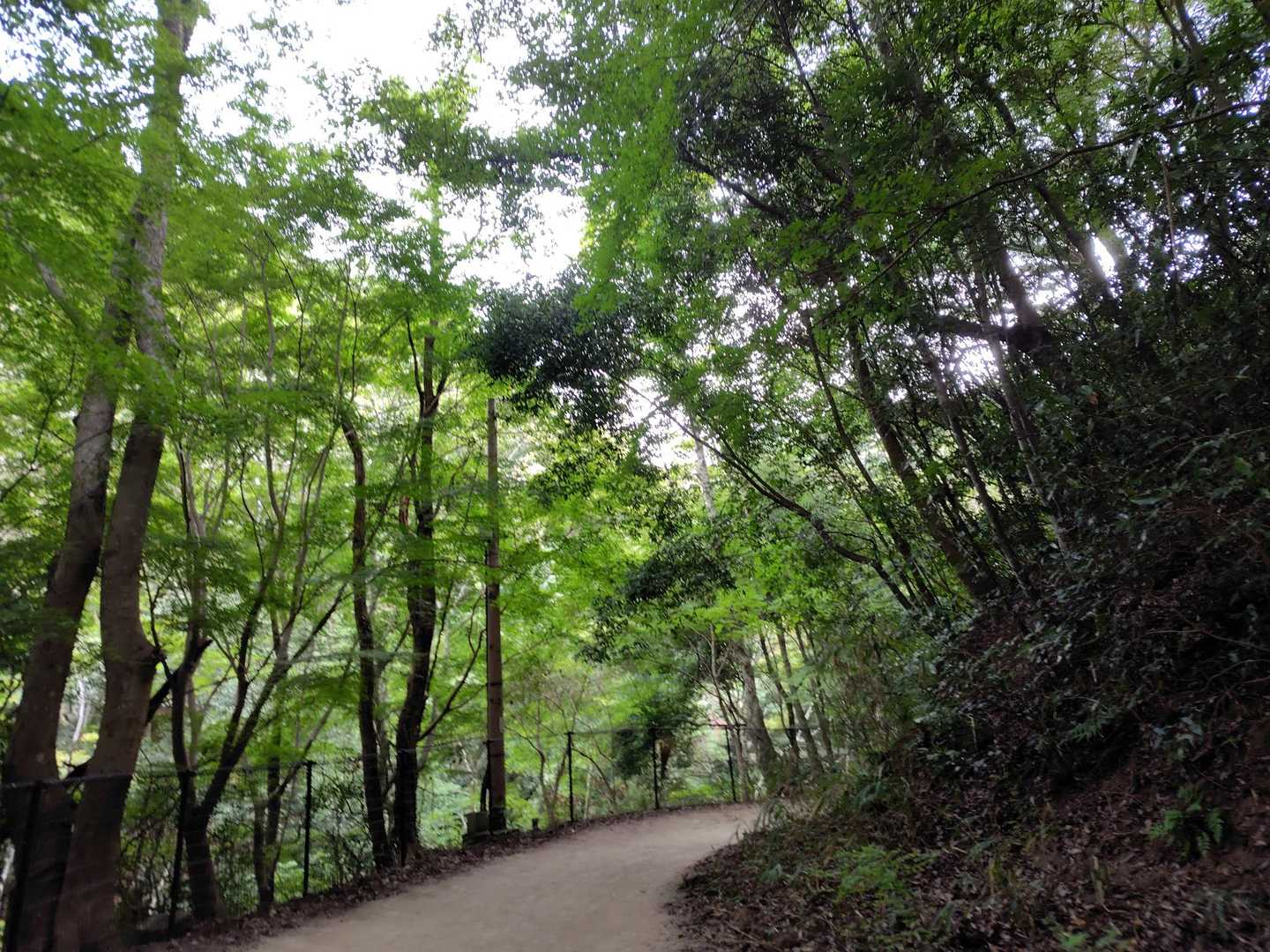 ルンルン🎵
木が多いので結構涼しいです