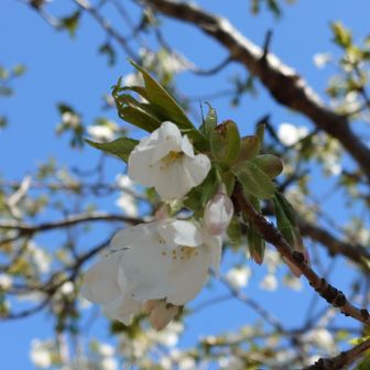 山頂の山桜がキレイ