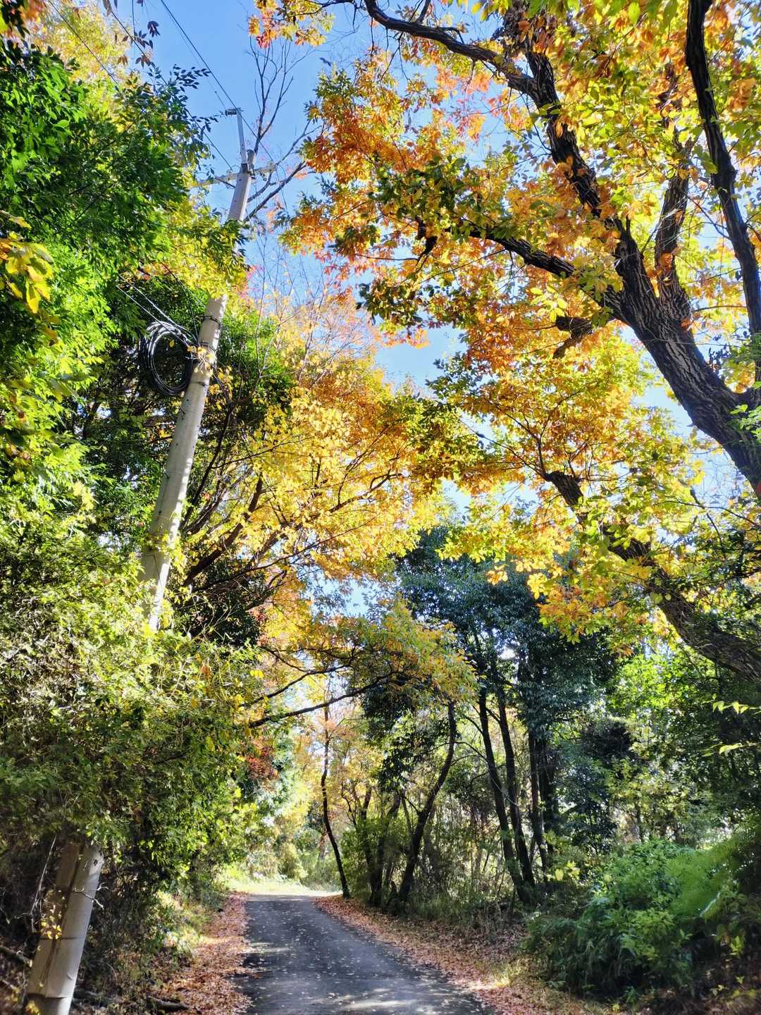 道の駅愛彩ランド-神於山 周回コースの写真