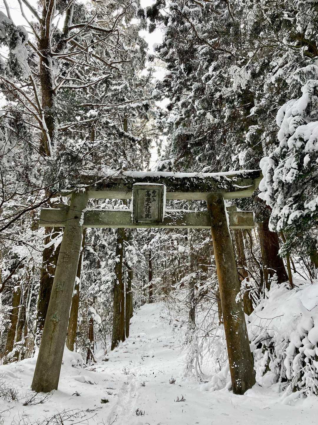 高越山 往復コースの写真