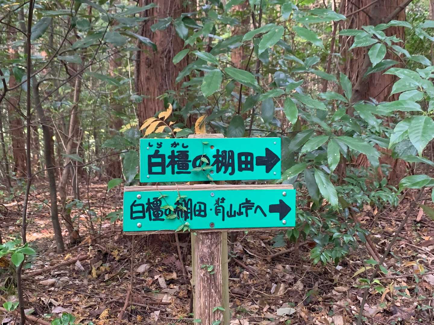白橿の棚田へ向かいます。