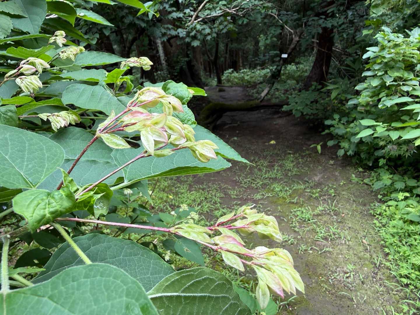 大高根山 周回コースの写真