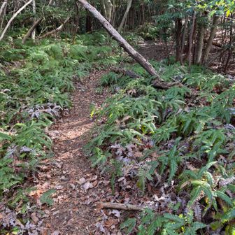 山道にシダが。山の雰囲気が変わったわ