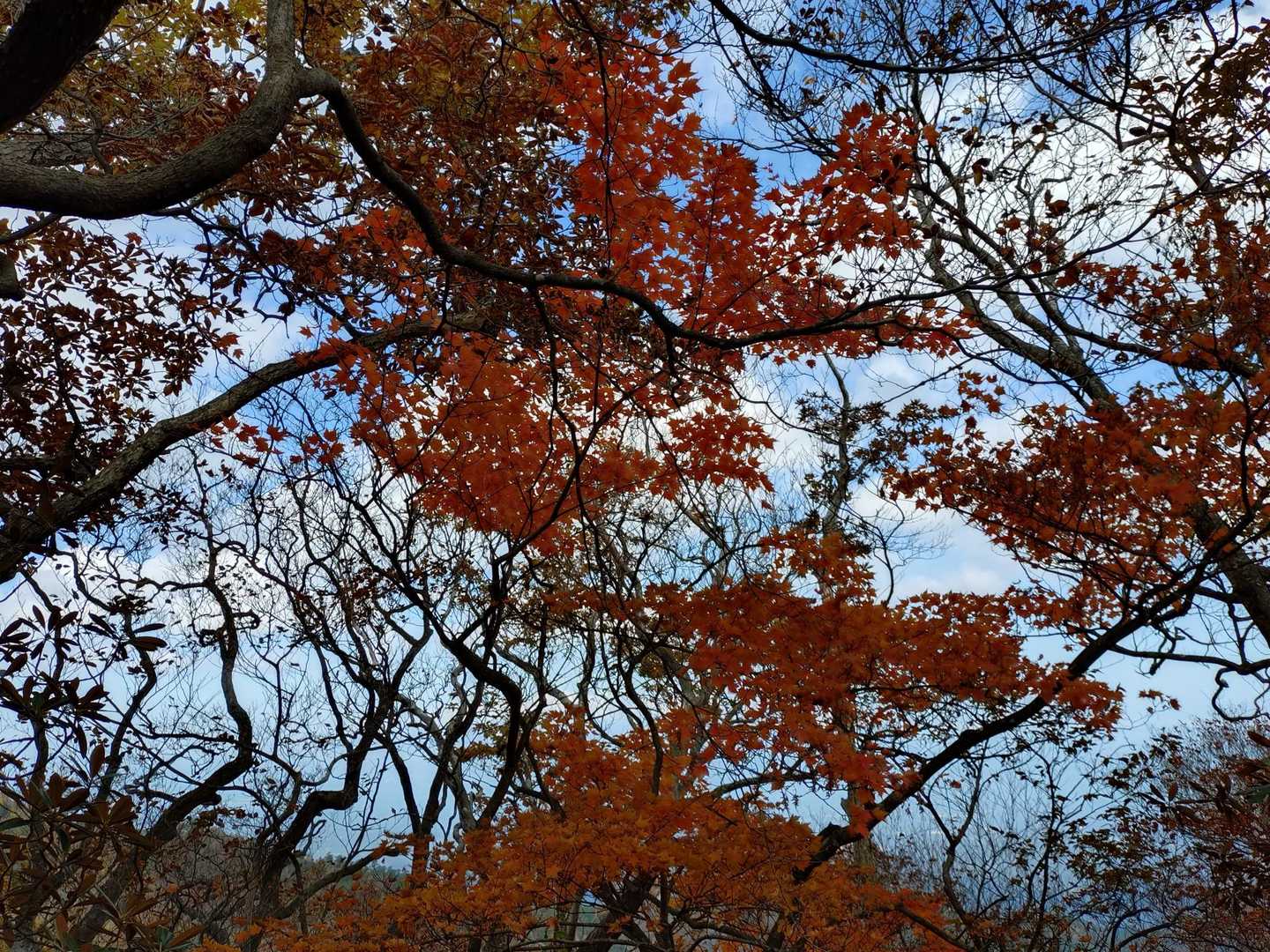 標高1000メートルぐらいまで下がってきてます