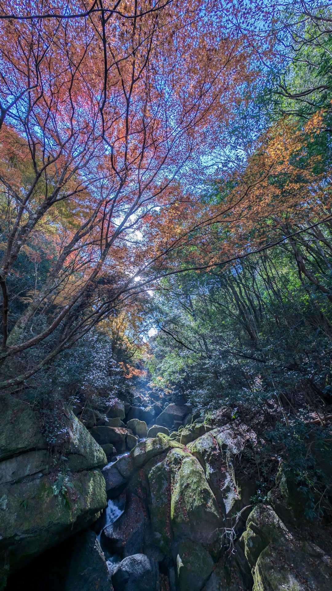 梟ヶ城址展望台 周回コースの写真