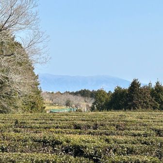山頂到着✌️茶畑〜🍵🍃