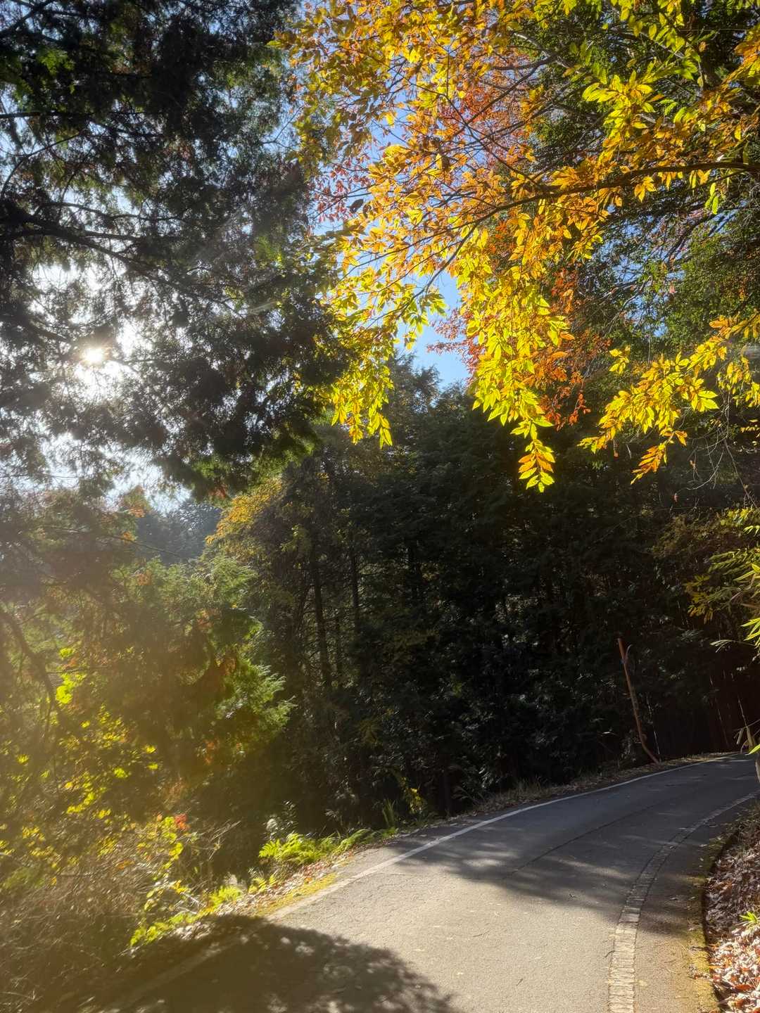 竹田城山 周回コースの写真