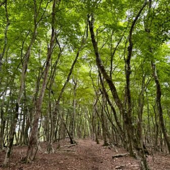 バスで標高を上げてくれたおかげな景色。素敵。