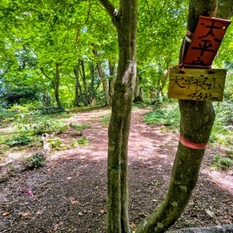 道の途中の大平良山
この前後はとても歩きやすい👍
