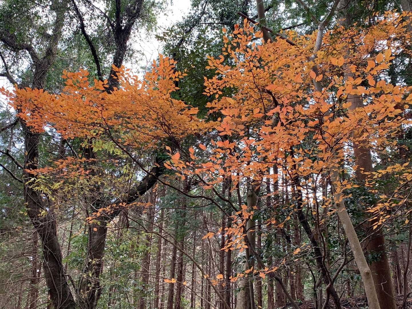 ちょっとだけ紅葉🍁
無事下山し車を回収🚗
次回は絶対雪山行きたいな〜😅