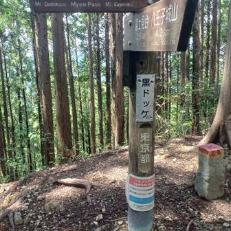 黒ドッケ