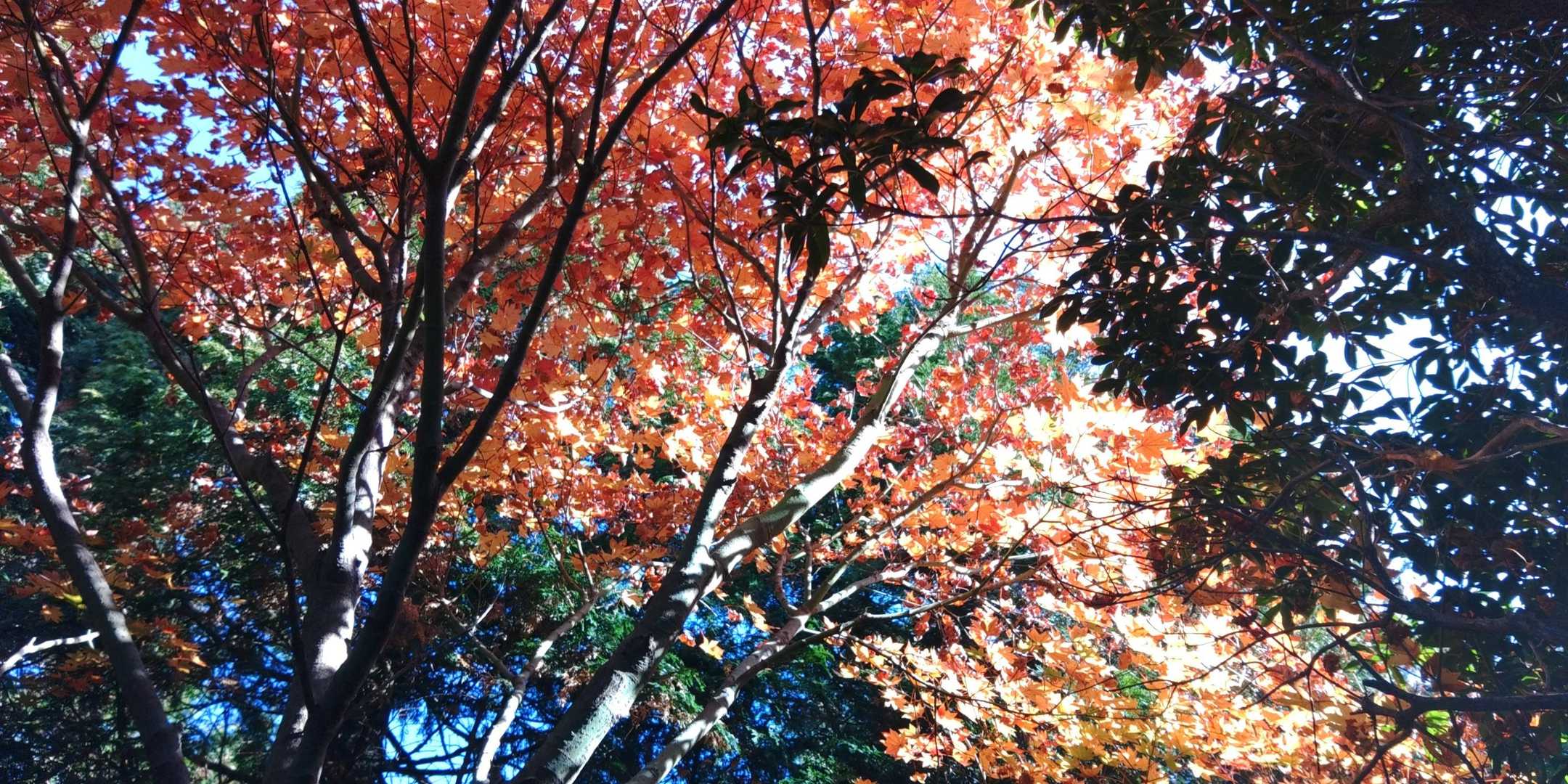 一ノ峯-二ノ峯-冠ヶ岳 周回コースの写真