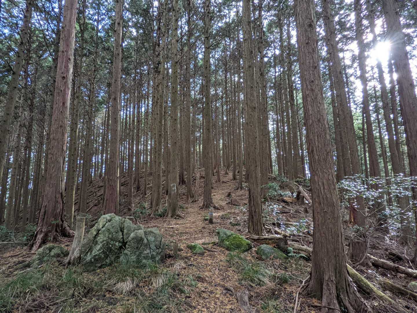 お、登山口付近は本当にここでいいのか不安になったけど、いい感じじゃない？