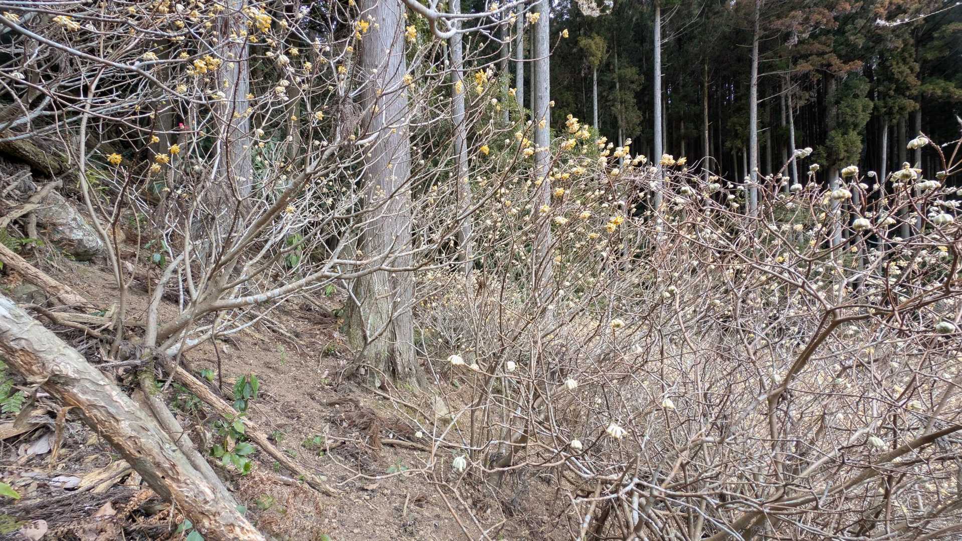 お、ここがミツマタの群生地ですね！
