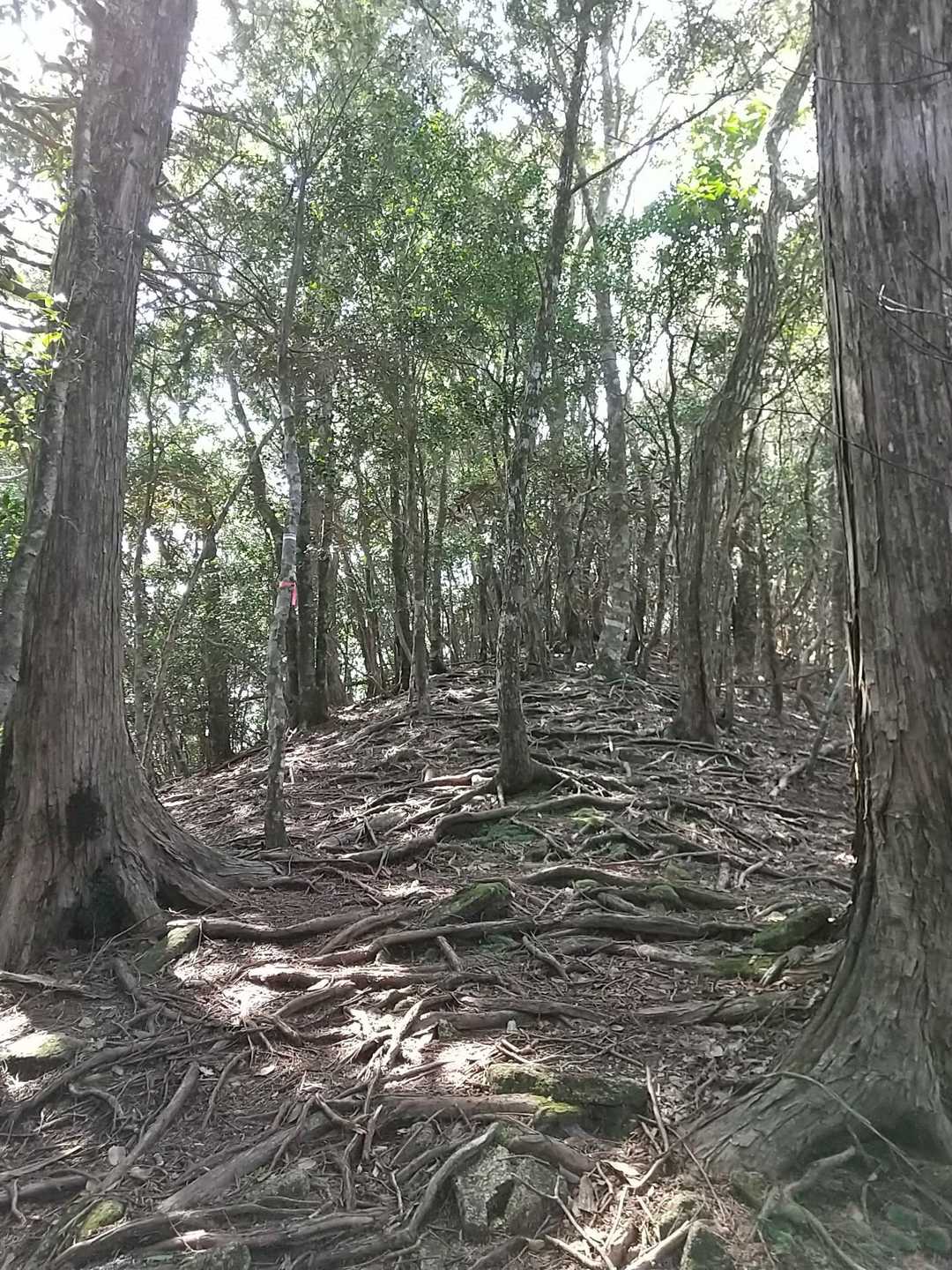 根っこだらけの道