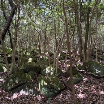 苔むして、味わい深い寺跡