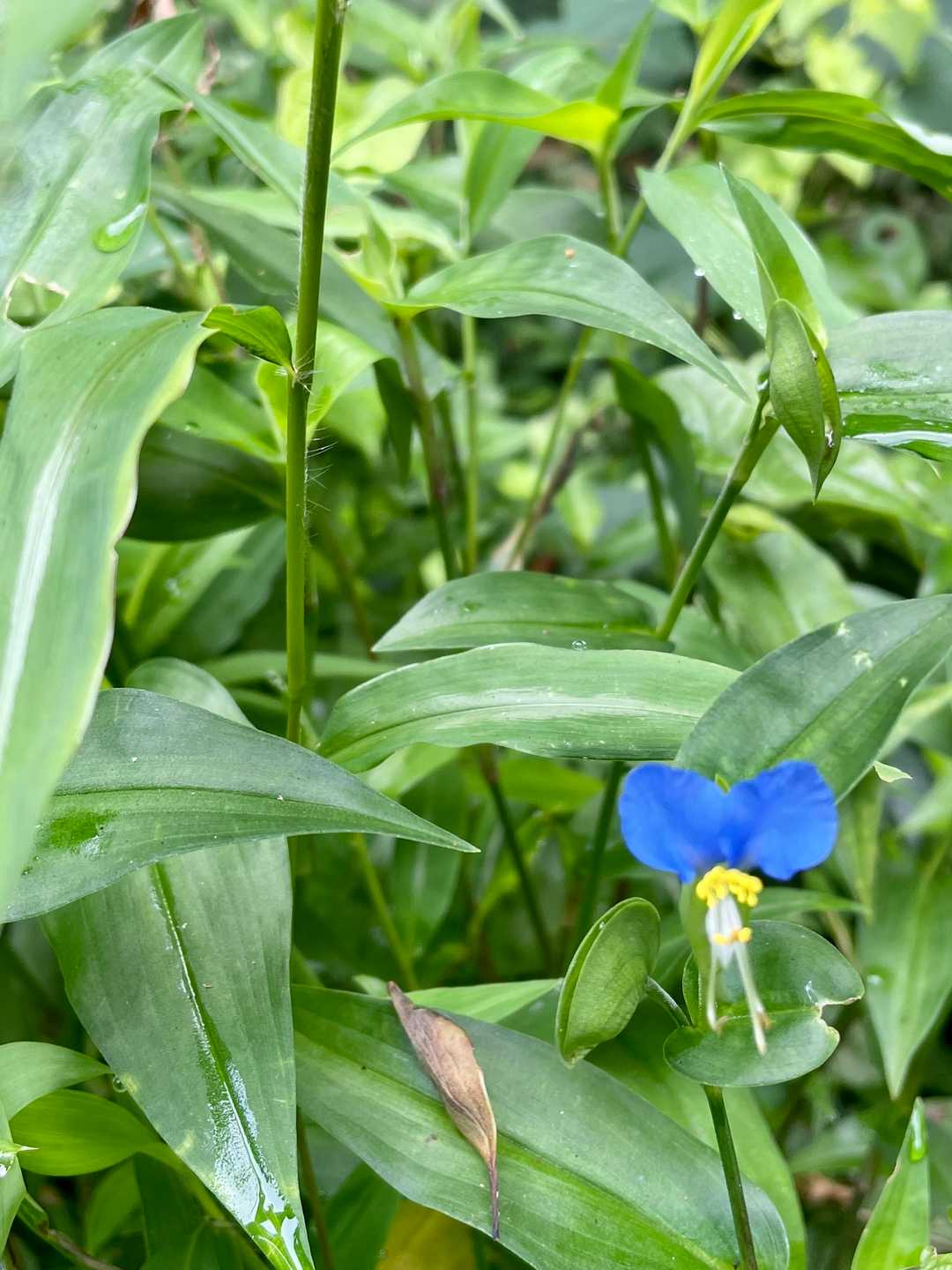 今回唯一見た花は
梅雨草。
