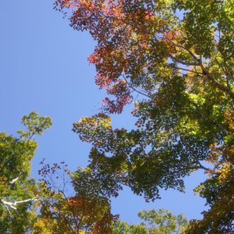 少しだけ色付いてて綺麗でした🍁