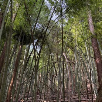 竹林　以前よりかなり減ってた😞